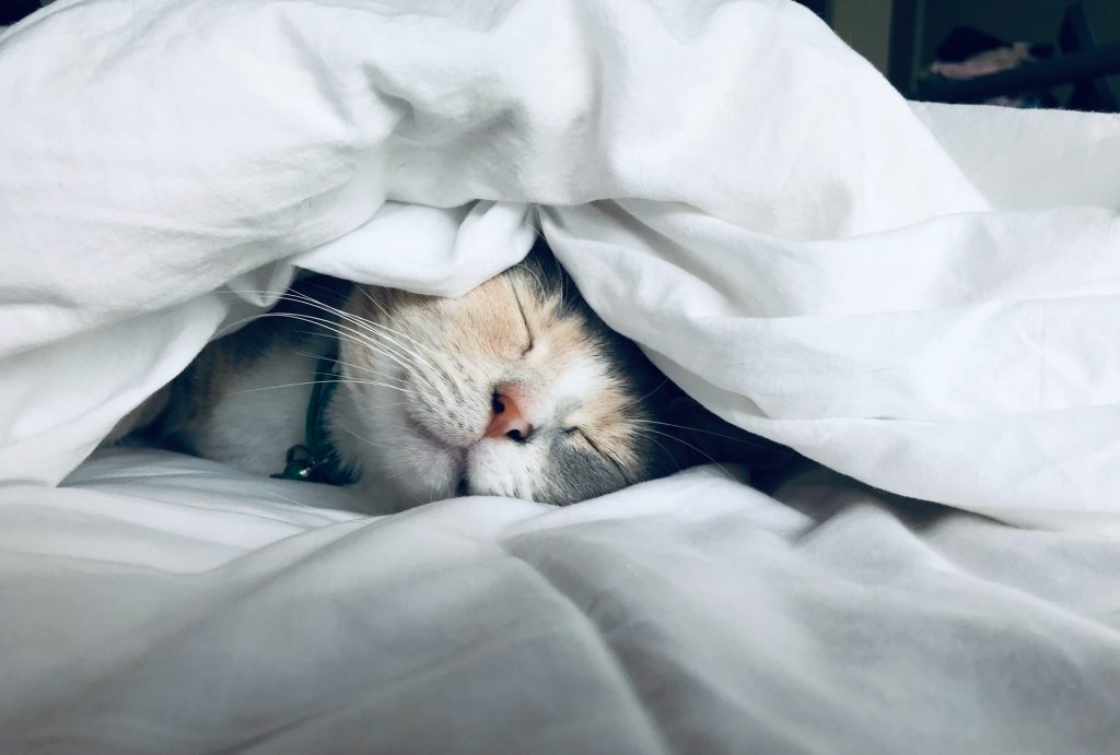 A cat sleeps between white bed sheets